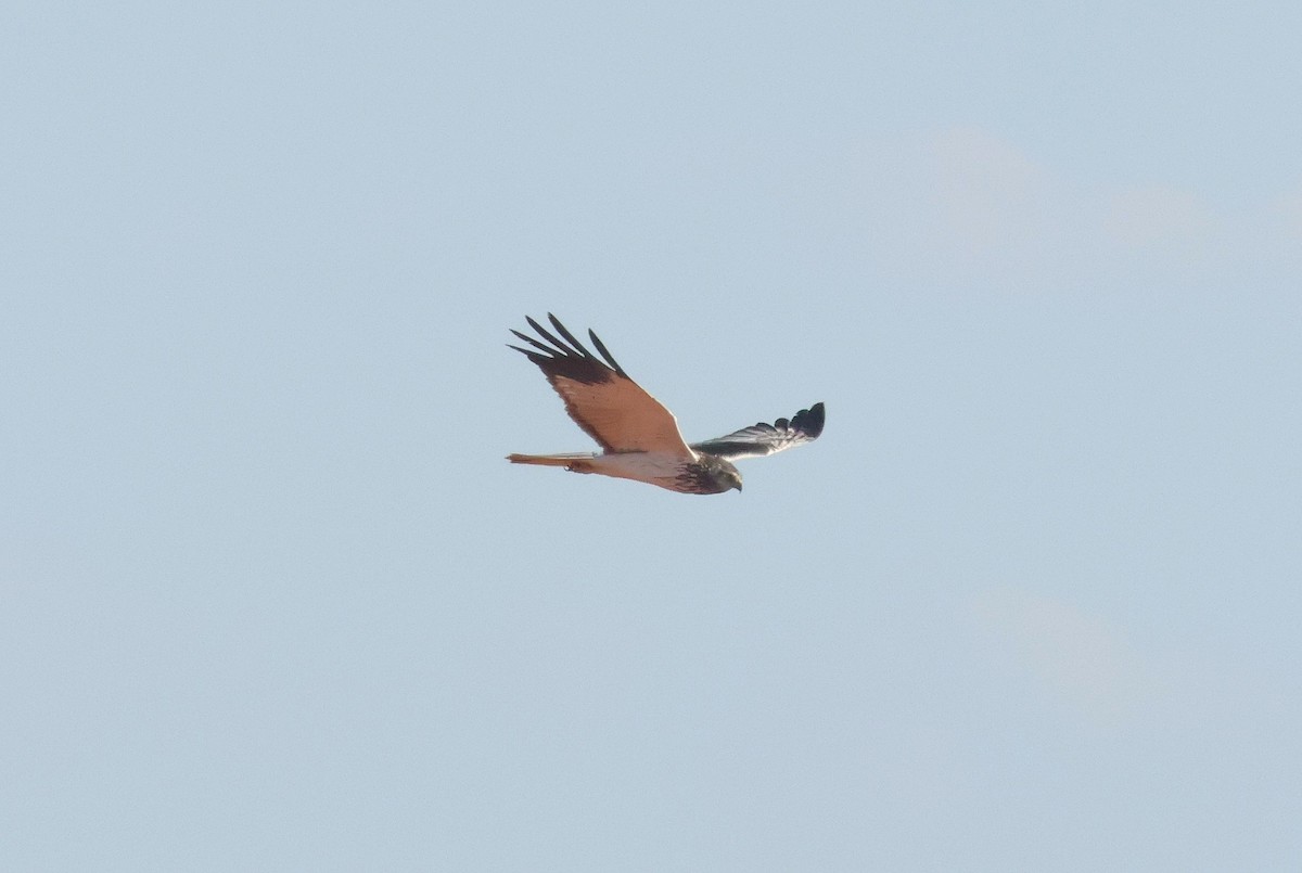 Malagasy Harrier - ML641502182