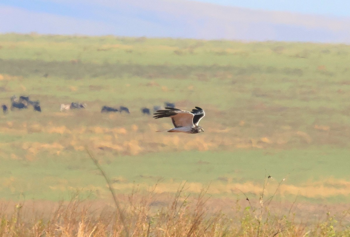 Malagasy Harrier - ML641502183