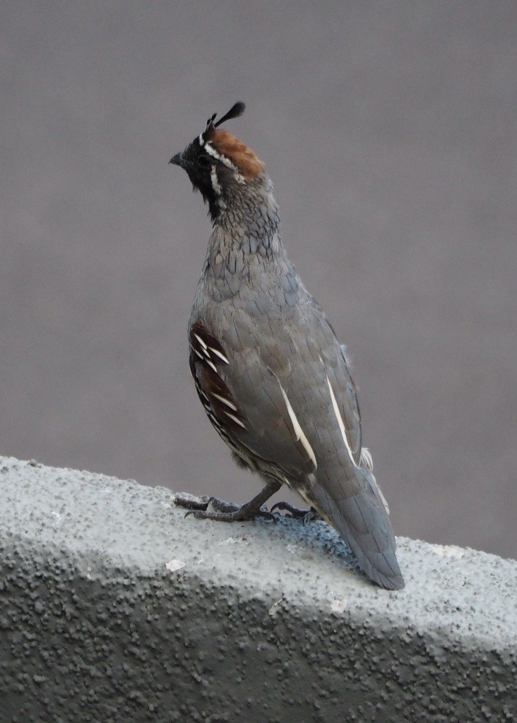 Gambel's Quail - ML641502185