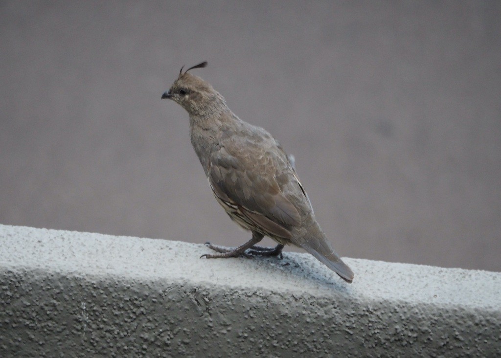Gambel's Quail - ML641502186