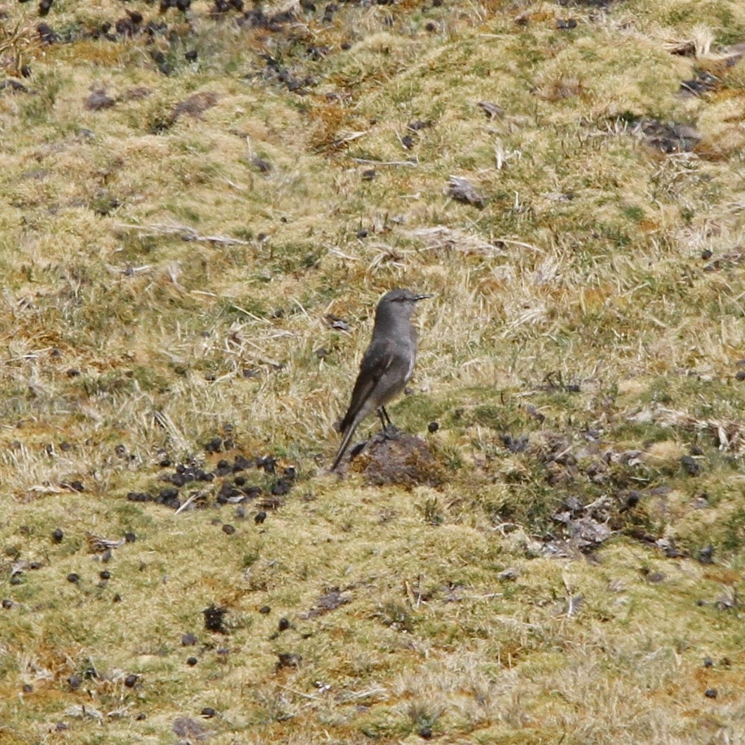 Rufous-webbed Bush-Tyrant - ML641502199