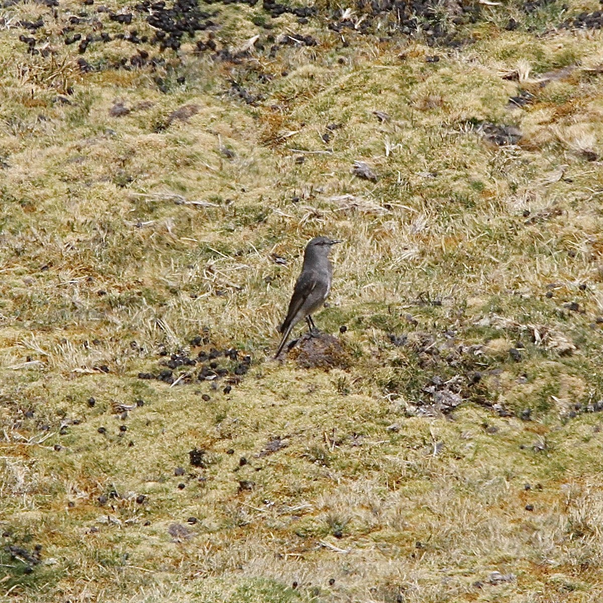 Rufous-webbed Bush-Tyrant - ML641502201