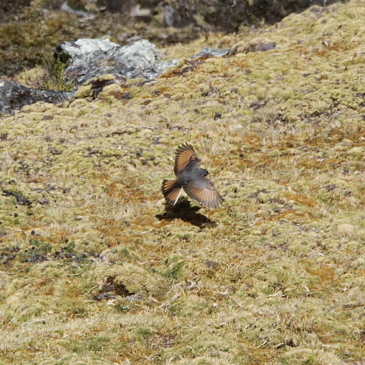 Rufous-webbed Bush-Tyrant - ML641502202