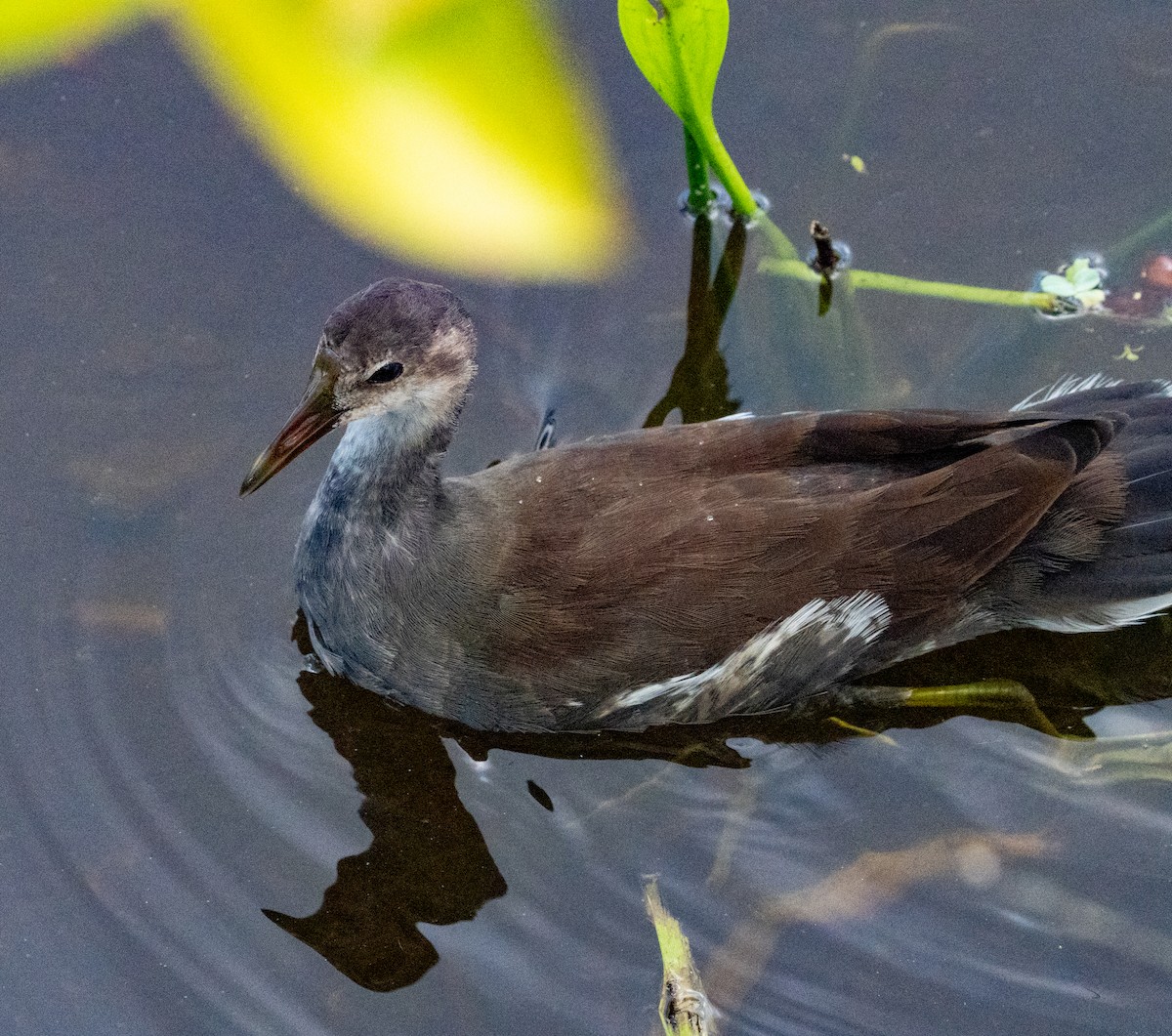 Common Gallinule - ML641502203