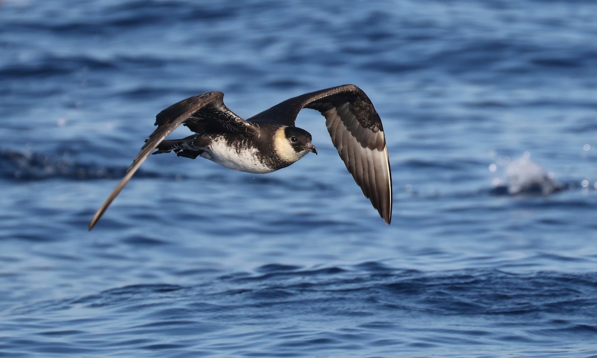 Pomarine Jaeger - ML641502253
