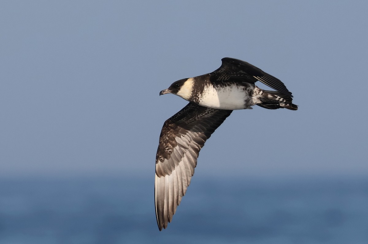 Pomarine Jaeger - ML641502255