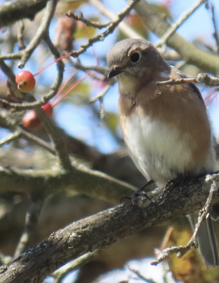 Eastern Bluebird - ML641502264