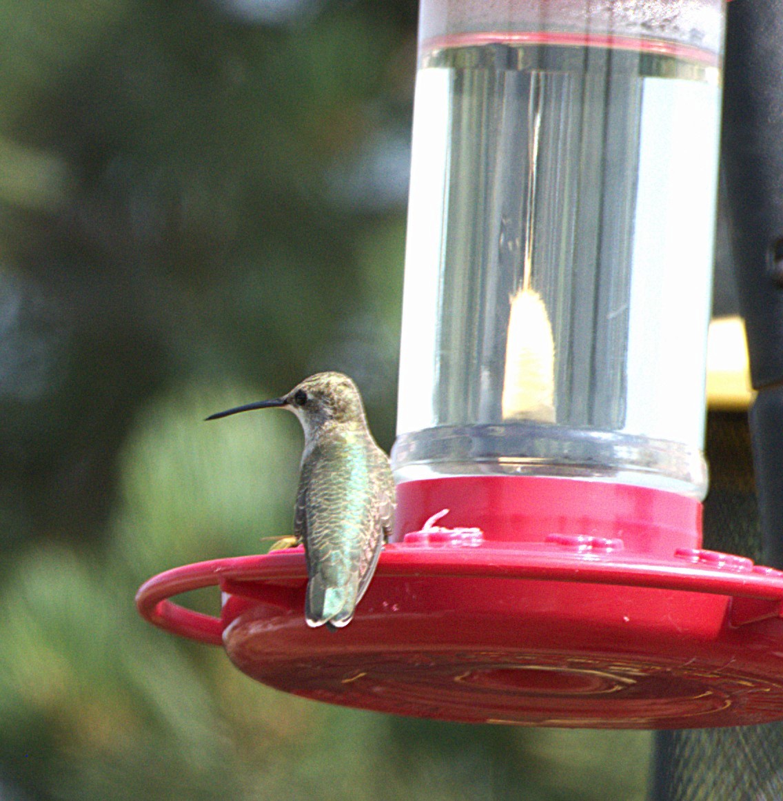 Black-chinned Hummingbird - ML641502275