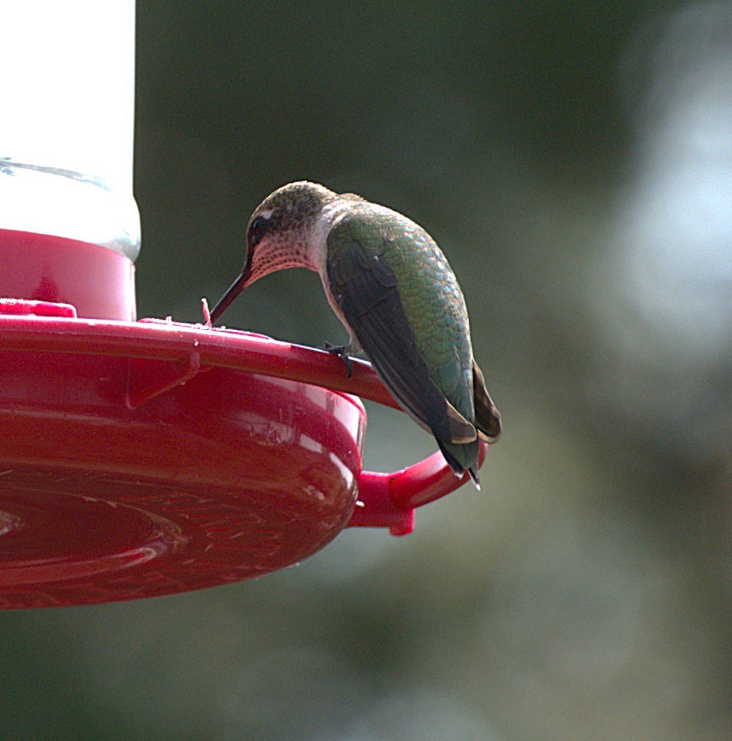 Black-chinned Hummingbird - ML641502276