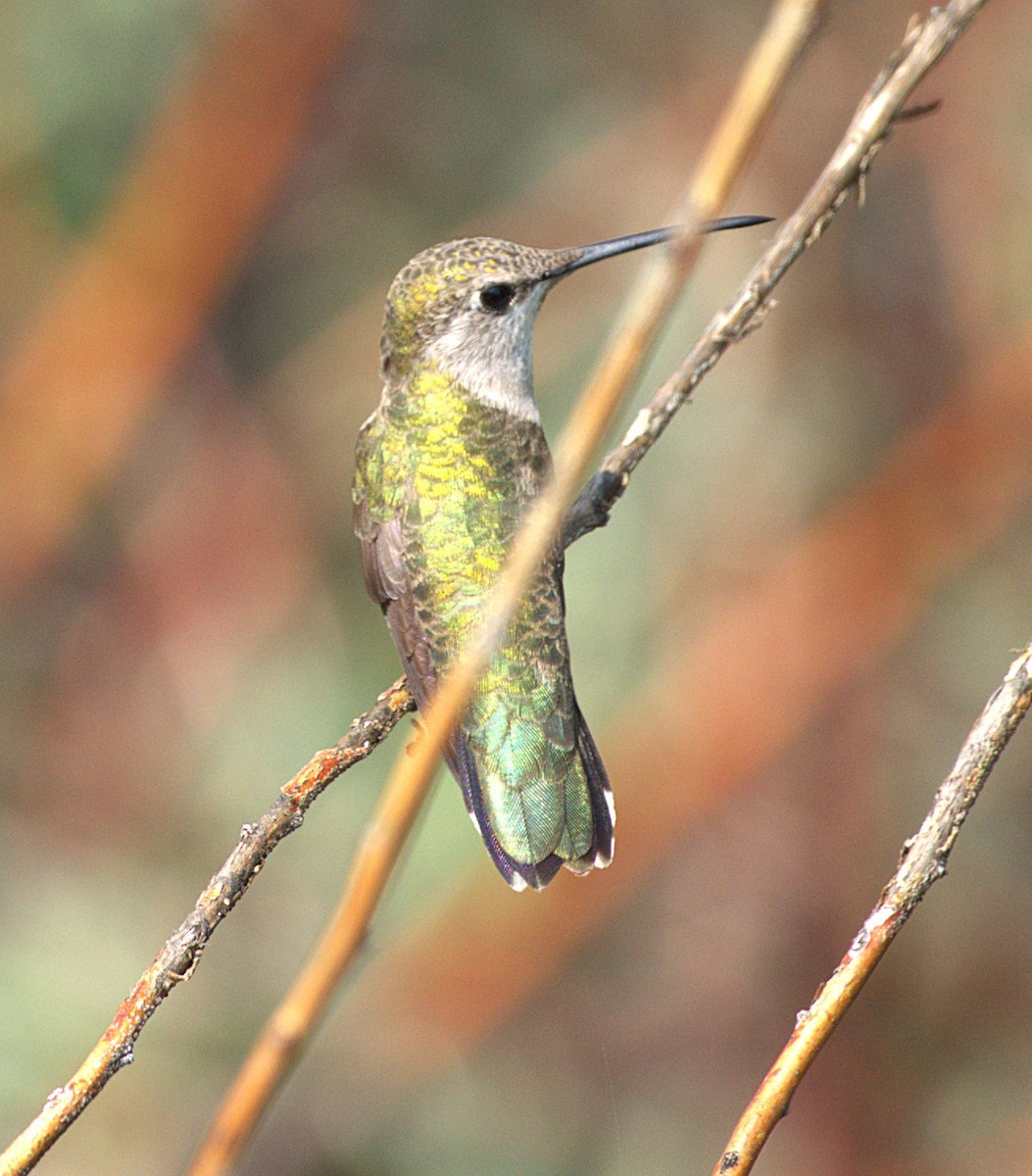Black-chinned Hummingbird - ML641502277