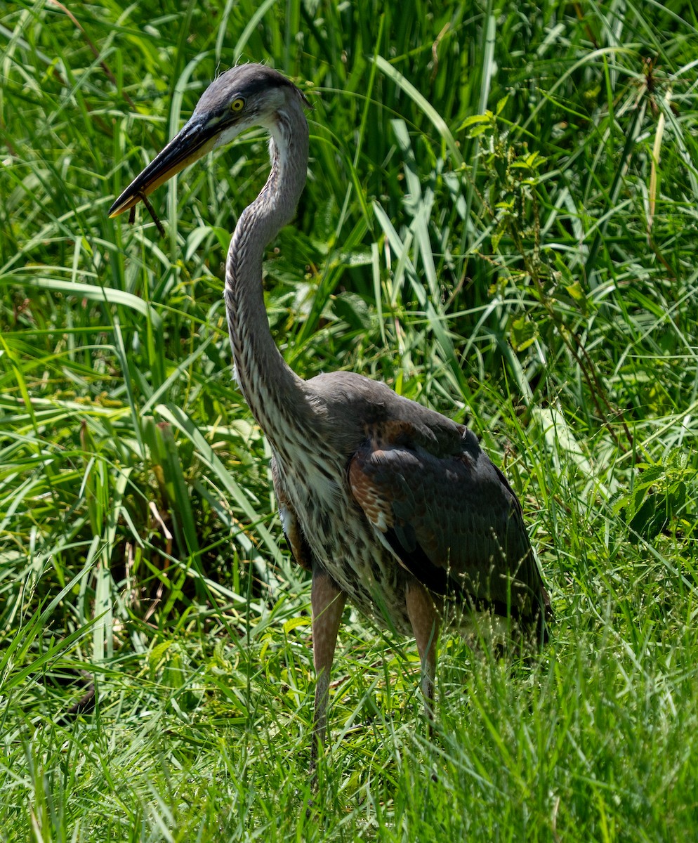 Great Blue Heron - ML641502296