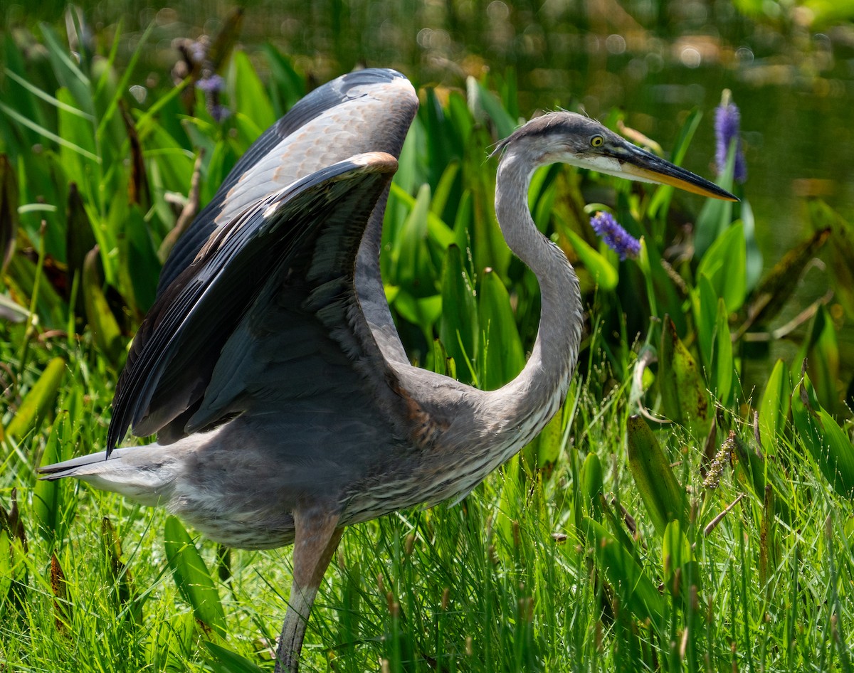 Great Blue Heron - ML641502297