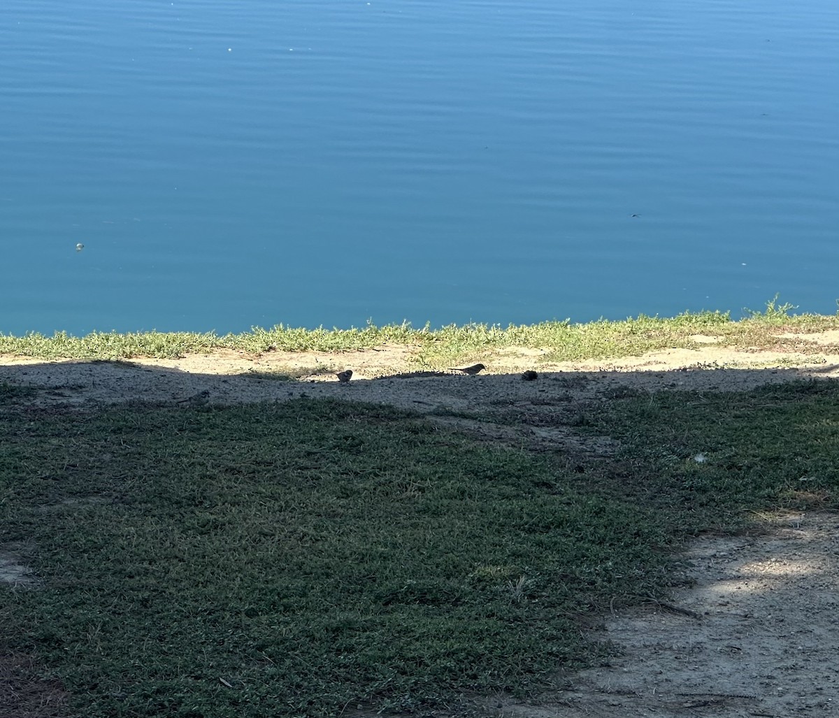 Bell's Sparrow - ML641502327