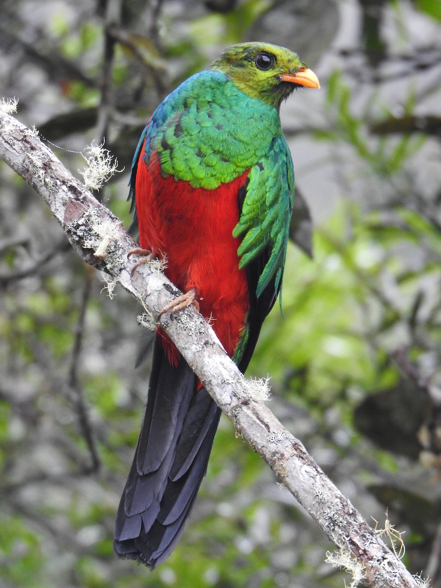Golden-headed Quetzal - ML641502330