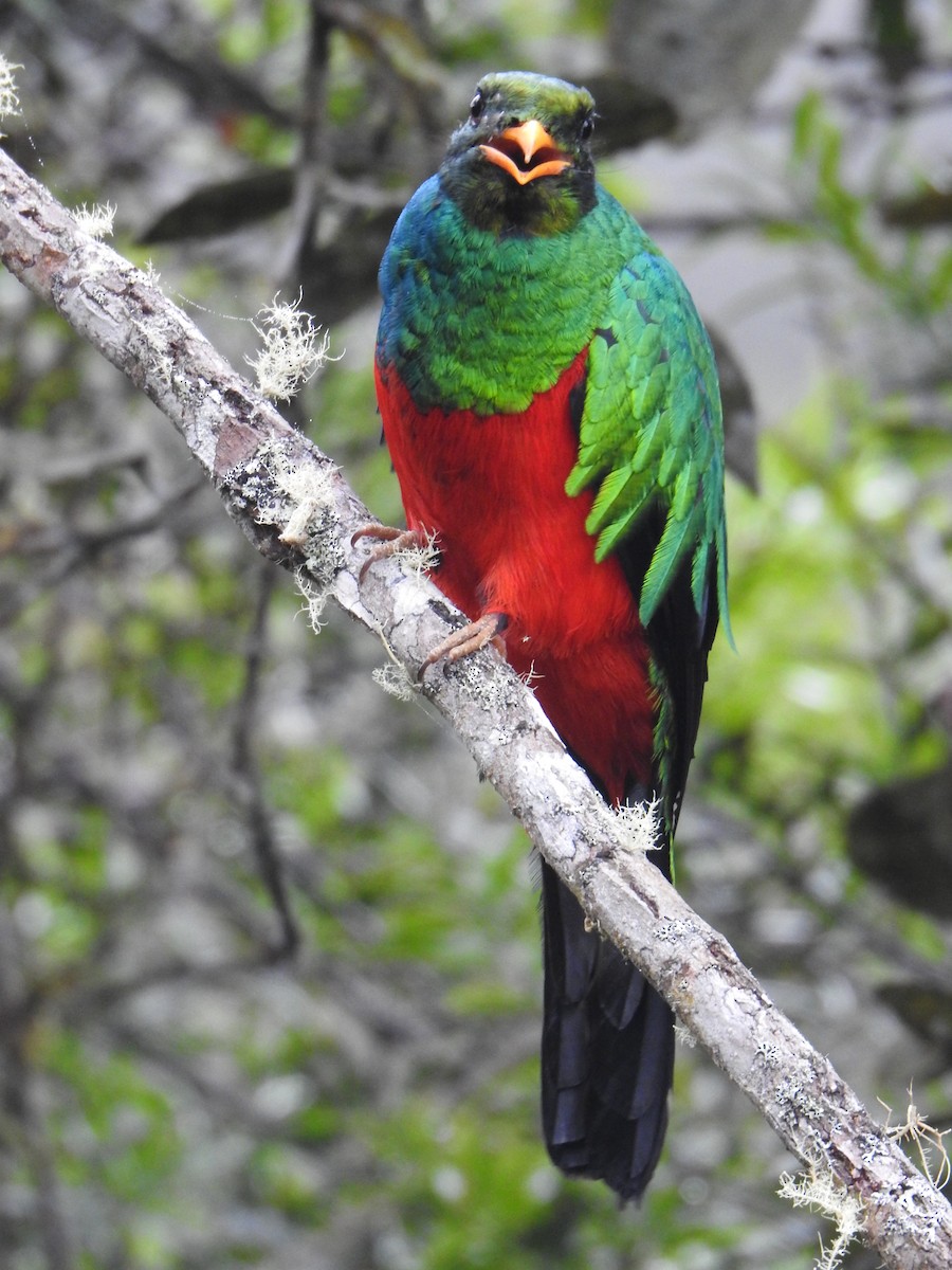 Golden-headed Quetzal - ML641502332