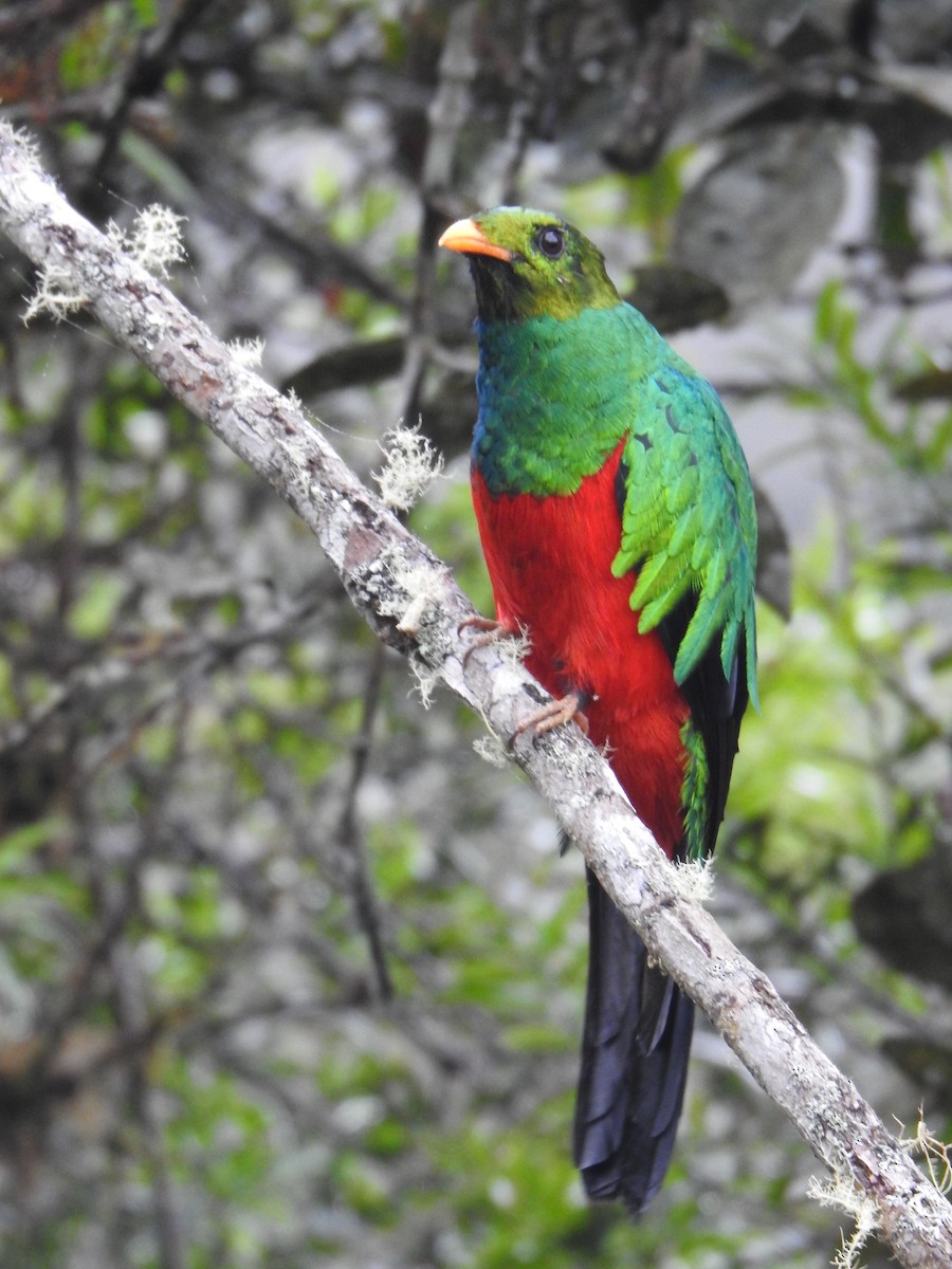 Golden-headed Quetzal - ML641502334