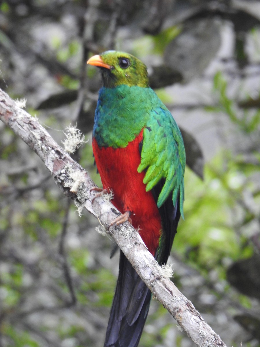 Golden-headed Quetzal - ML641502335