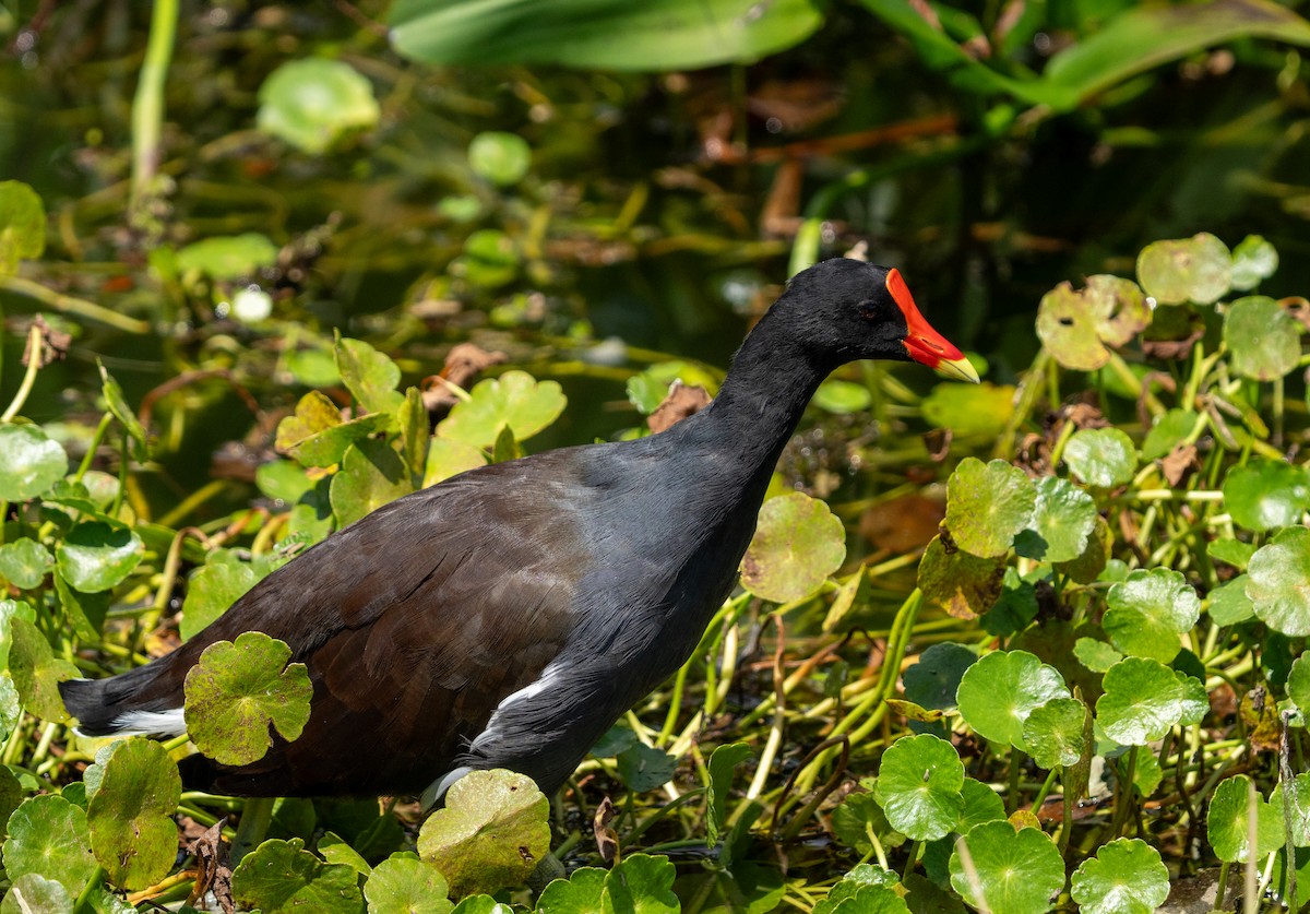 Common Gallinule - ML641502342
