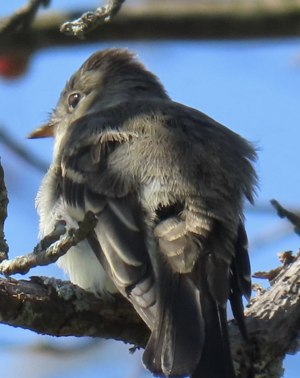 Eastern Wood-Pewee - ML641502354