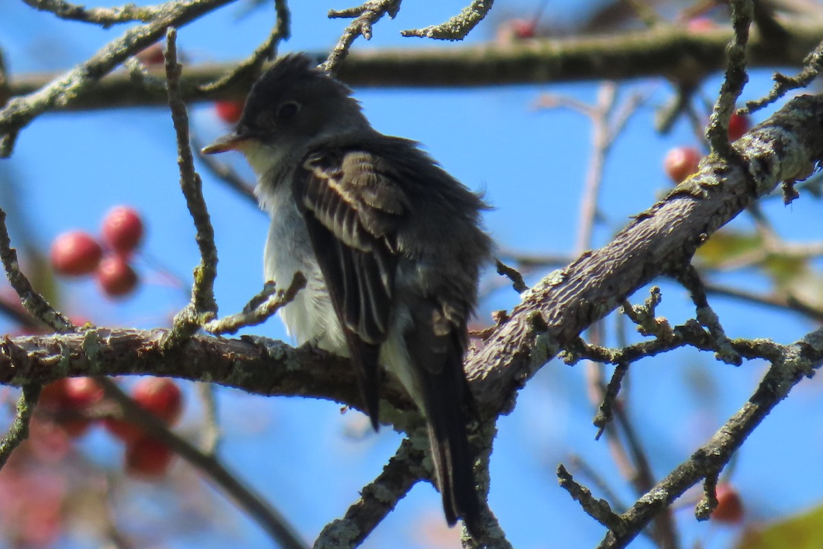 Eastern Wood-Pewee - ML641502355