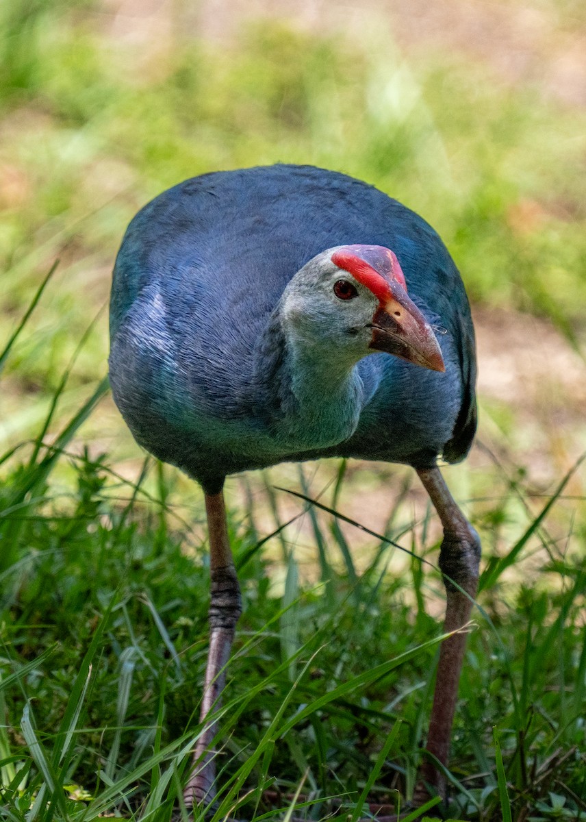 Gray-headed Swamphen - ML641502379