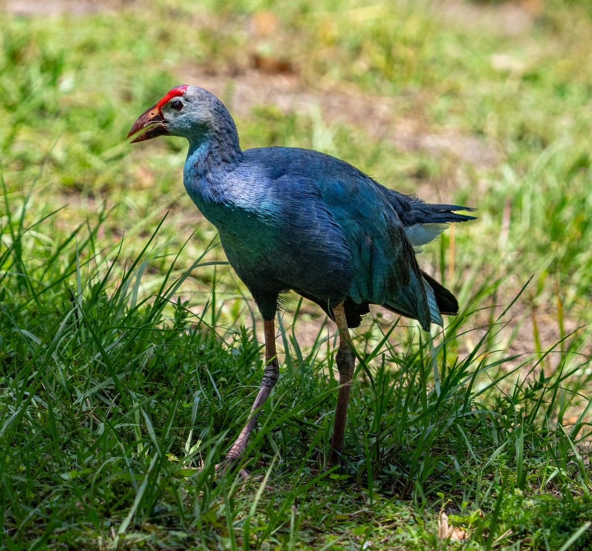 Gray-headed Swamphen - ML641502380