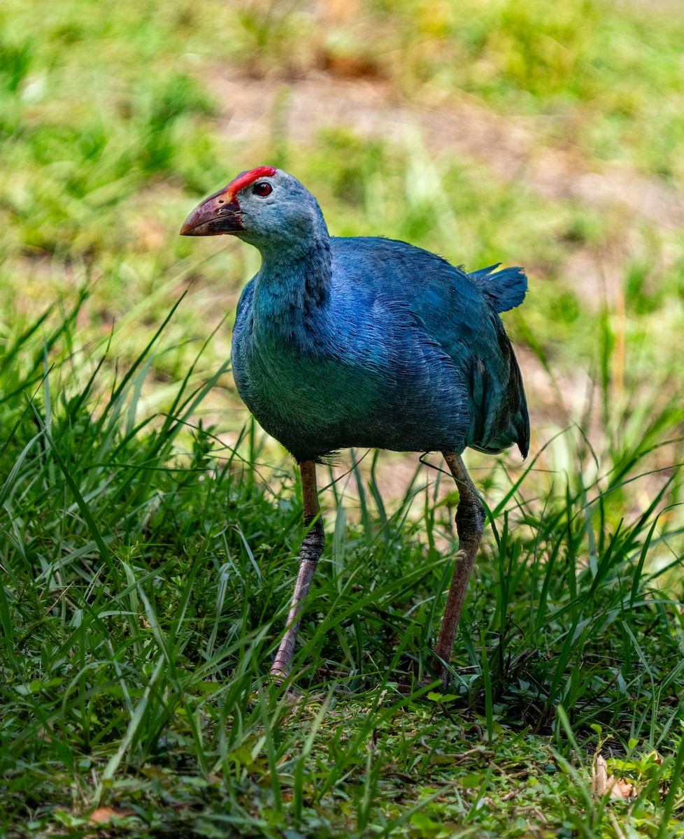 Gray-headed Swamphen - ML641502381