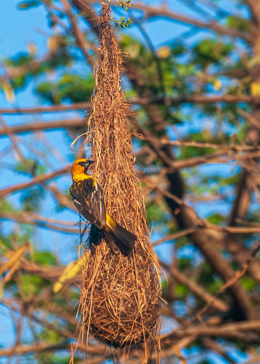 Streak-backed Oriole - ML641502401