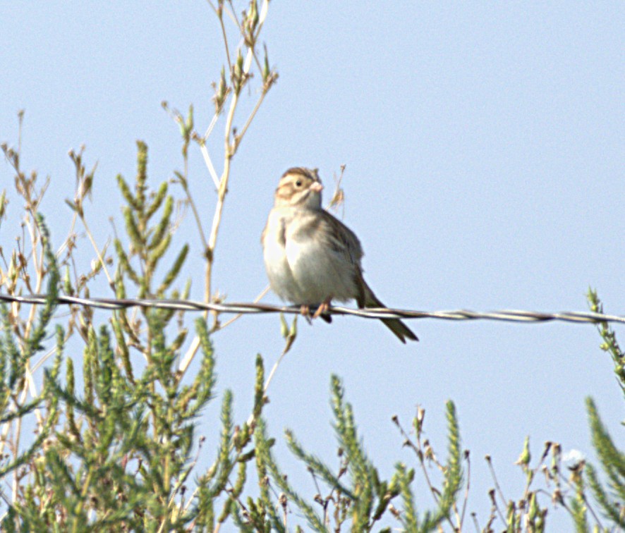 Clay-colored Sparrow - ML641502468