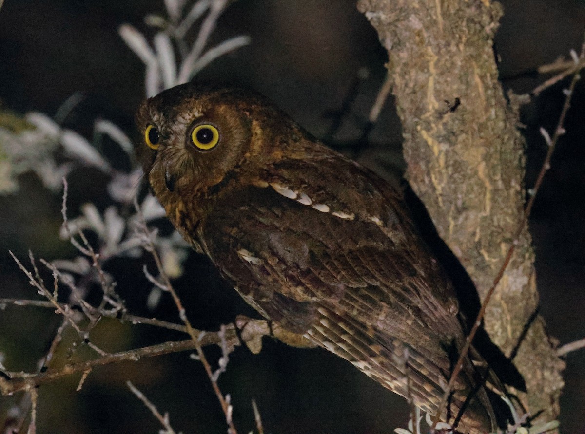 Madagascar Scops-Owl (Torotoroka) - ML641502490