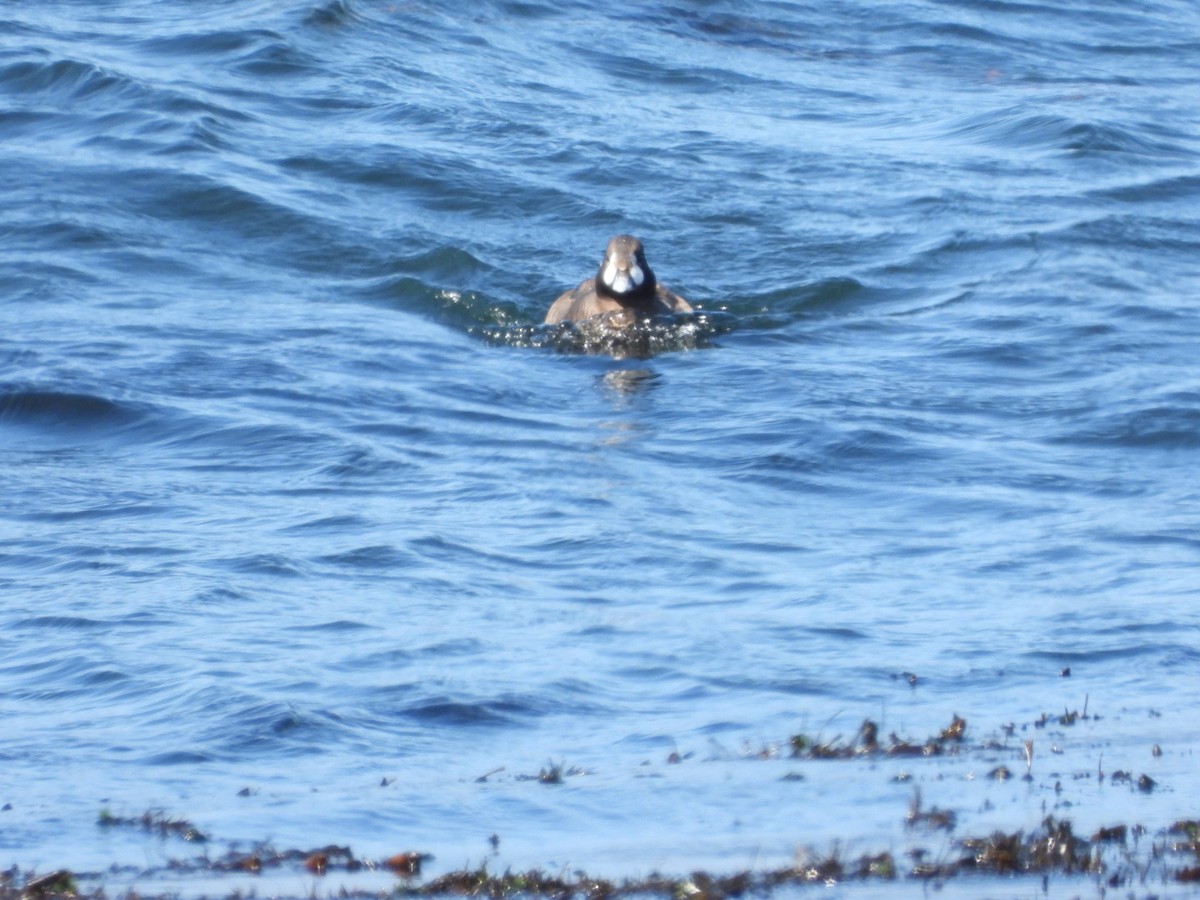 Harlequin Duck - ML641502494