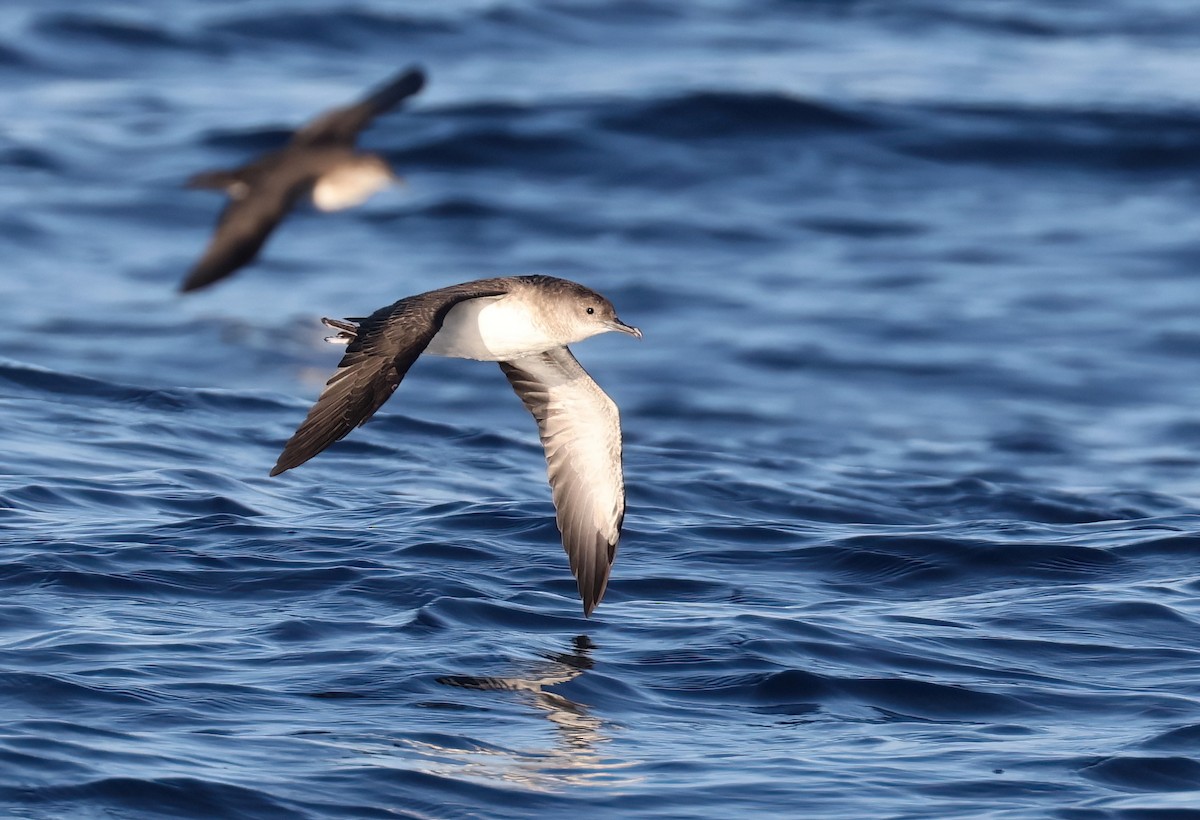 Black-vented Shearwater - ML641502499