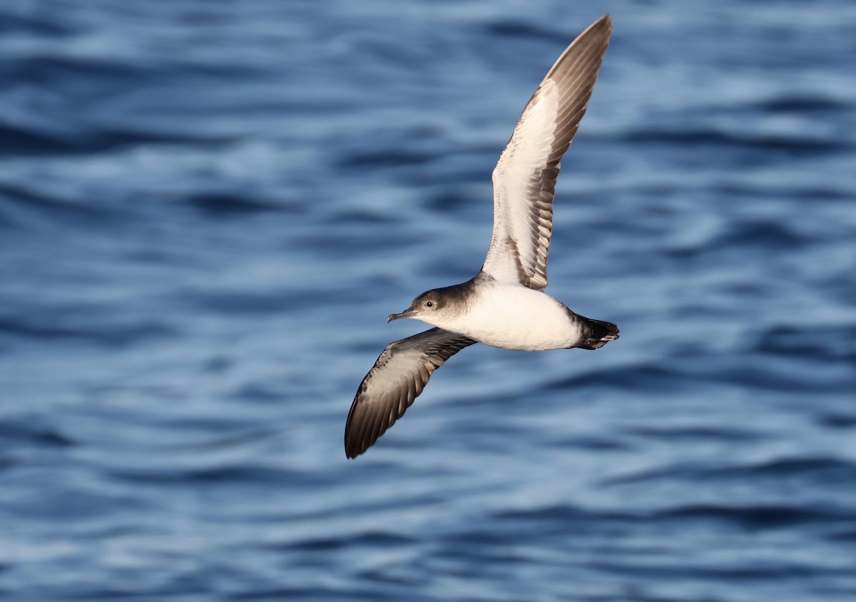 Black-vented Shearwater - ML641502500