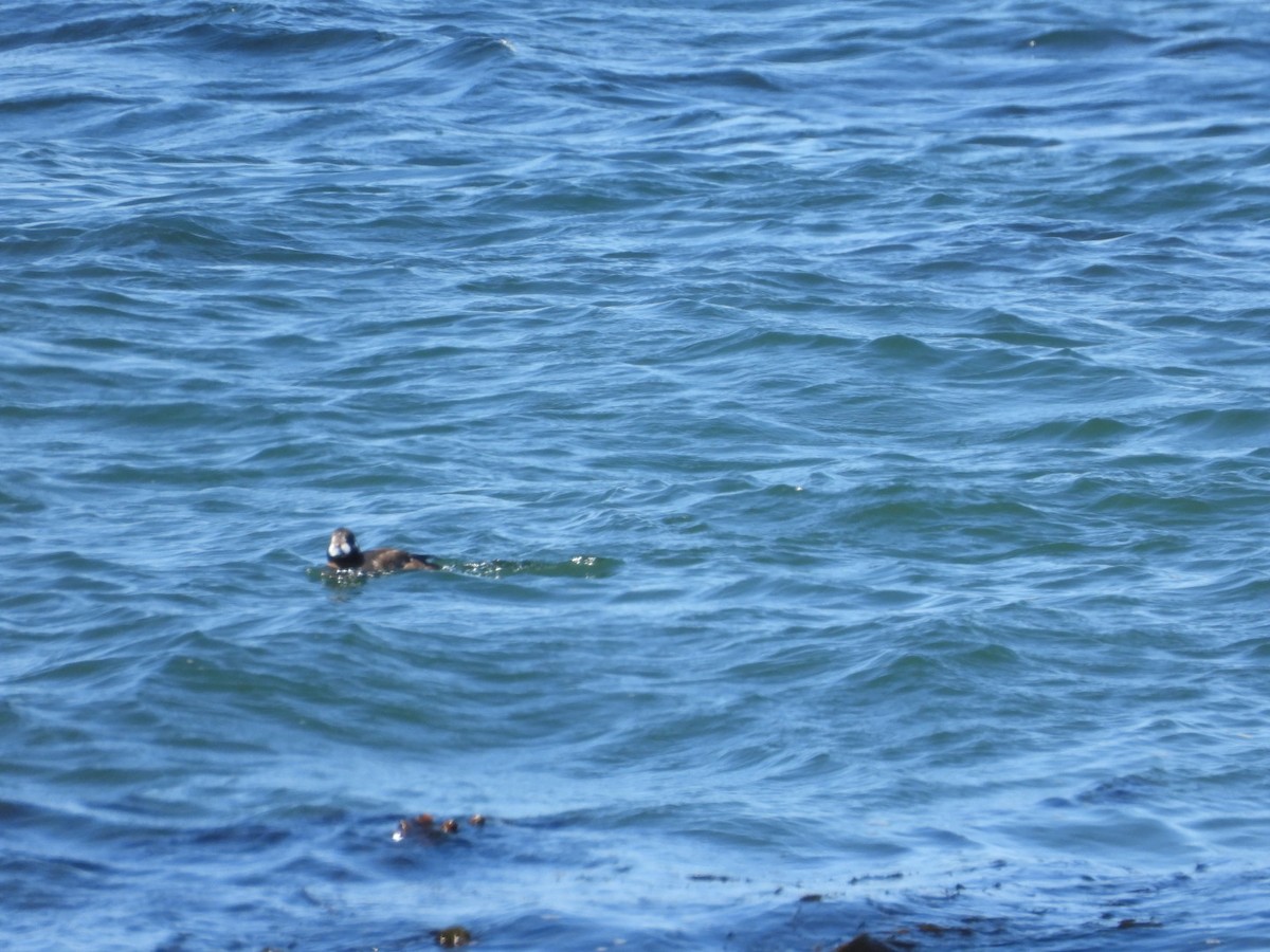 Harlequin Duck - ML641502516