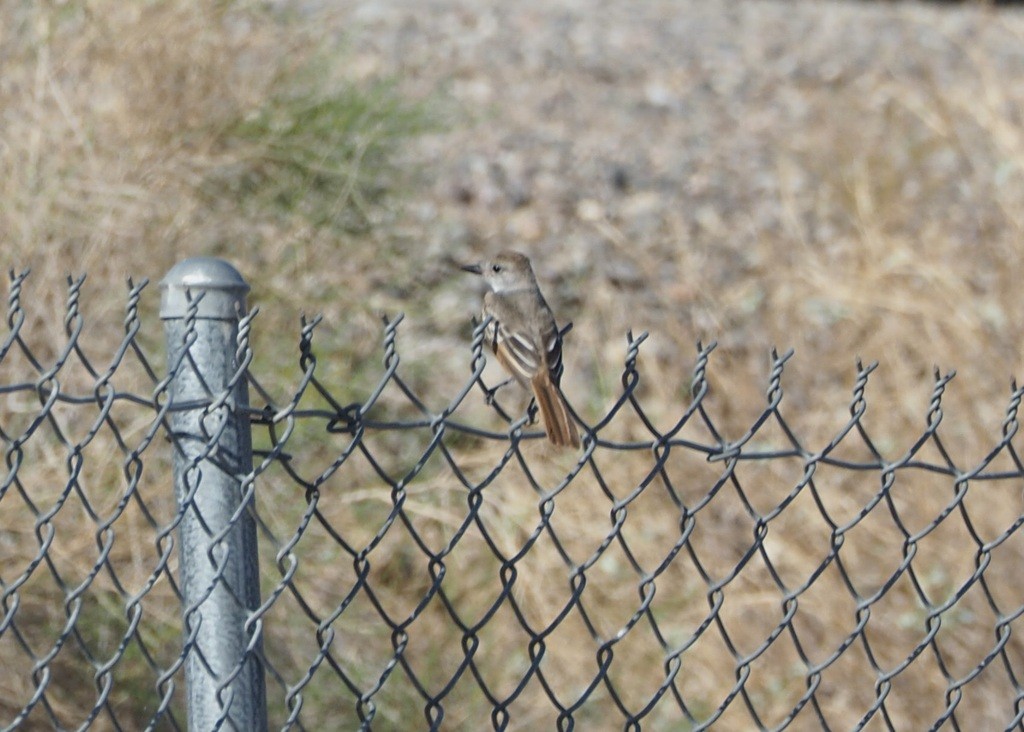 Ash-throated Flycatcher - ML641502518