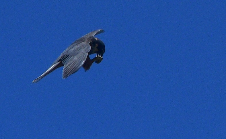 Eurasian Hobby - ML641502586