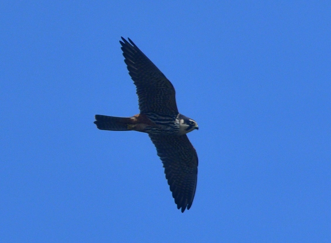 Eurasian Hobby - ML641502587