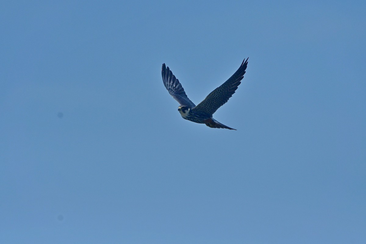 Eurasian Hobby - ML641502588