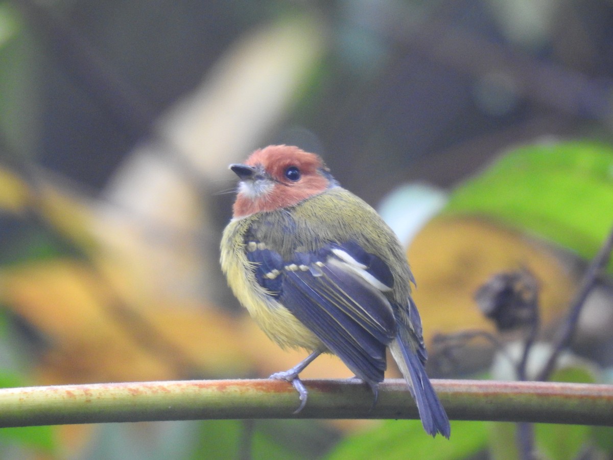 Johnson's Tody-Flycatcher - ML641502622