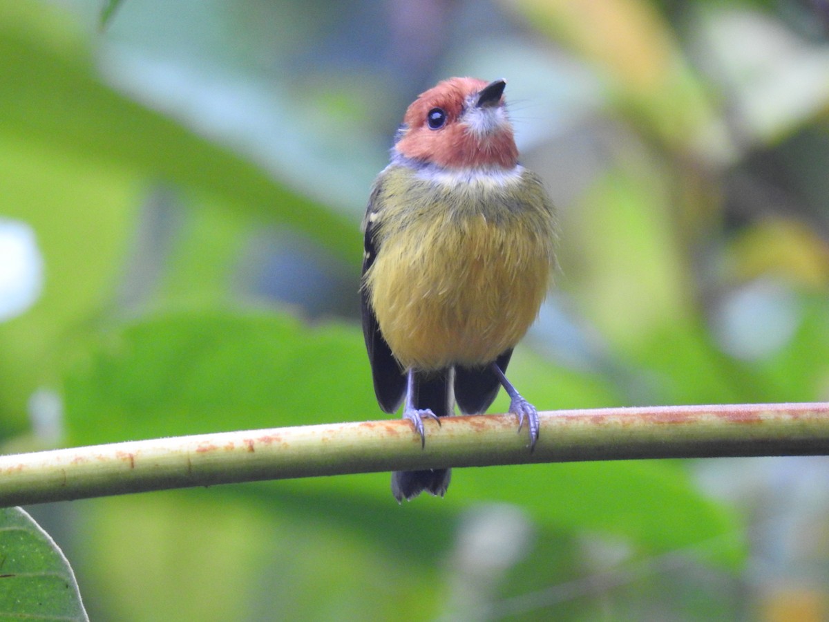 Johnson's Tody-Flycatcher - ML641502623