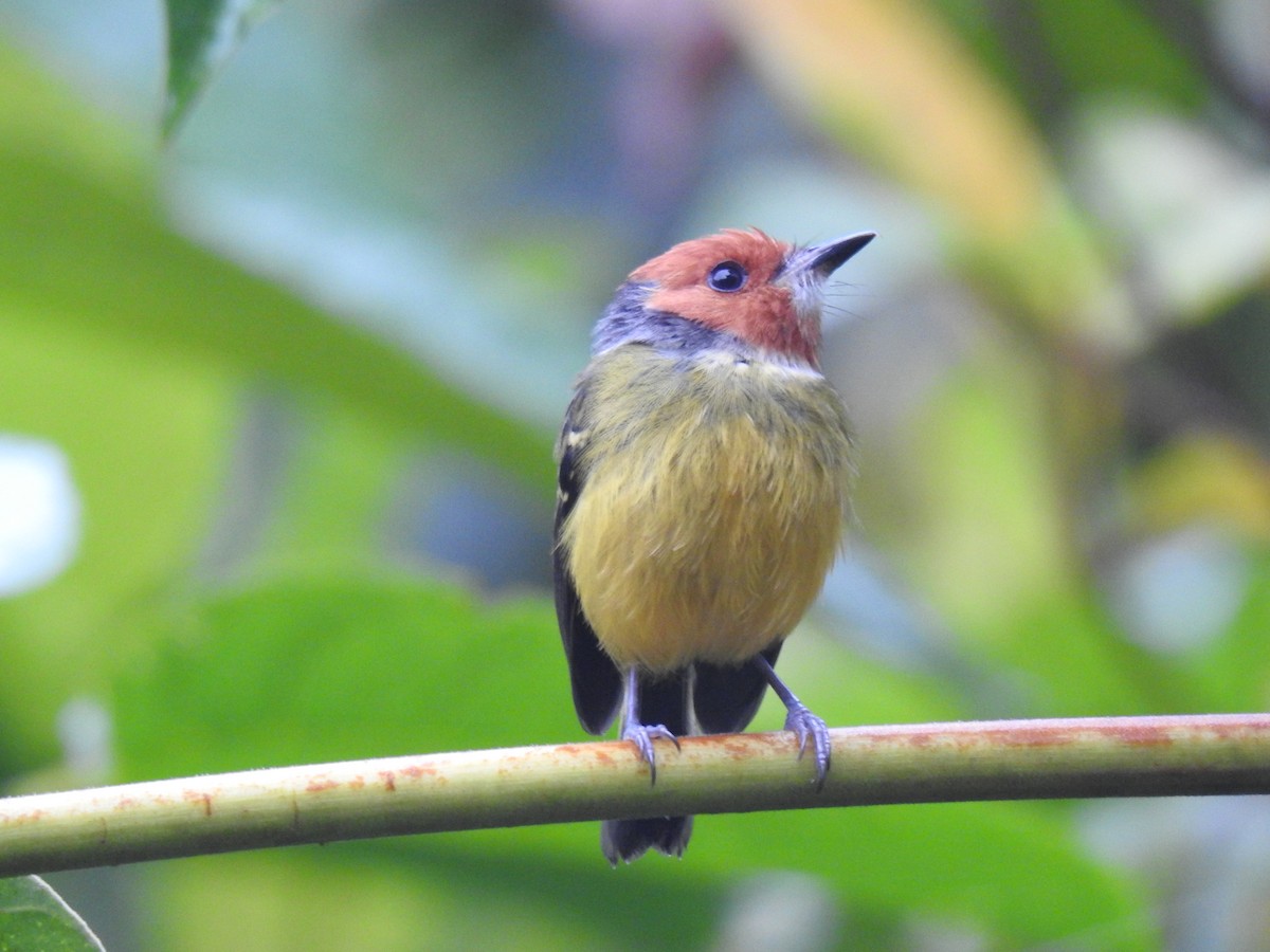 Johnson's Tody-Flycatcher - ML641502626