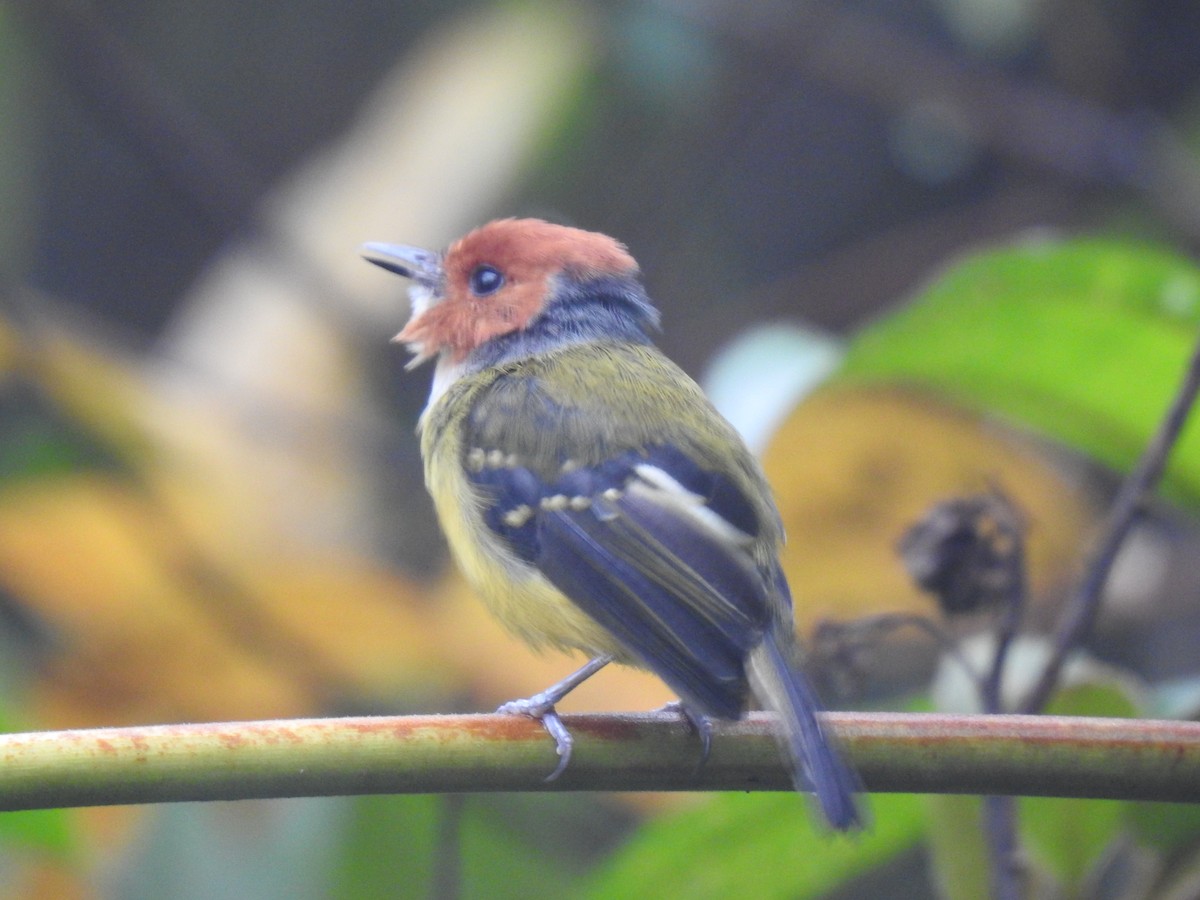 Johnson's Tody-Flycatcher - ML641502627