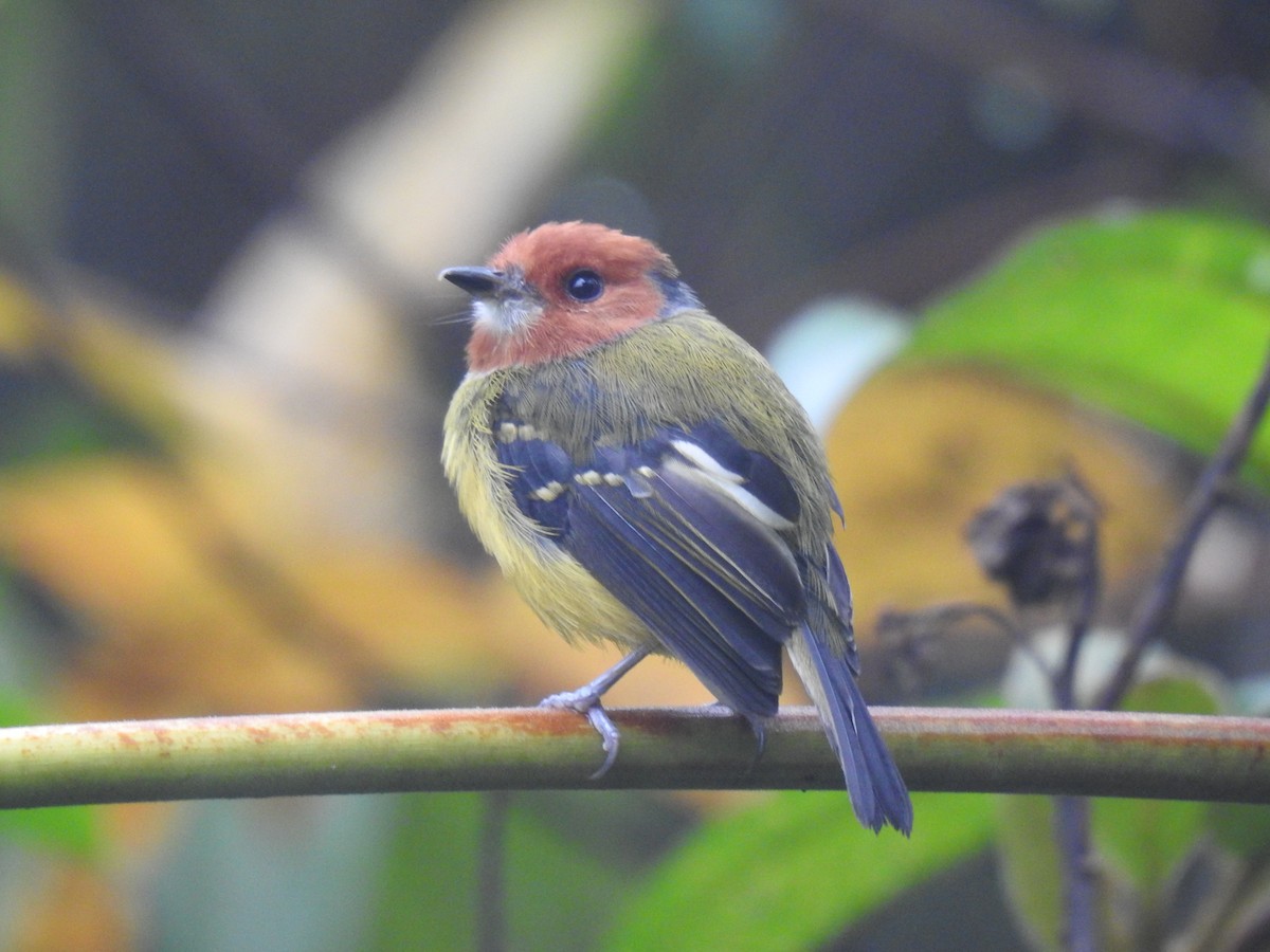 Johnson's Tody-Flycatcher - ML641502628
