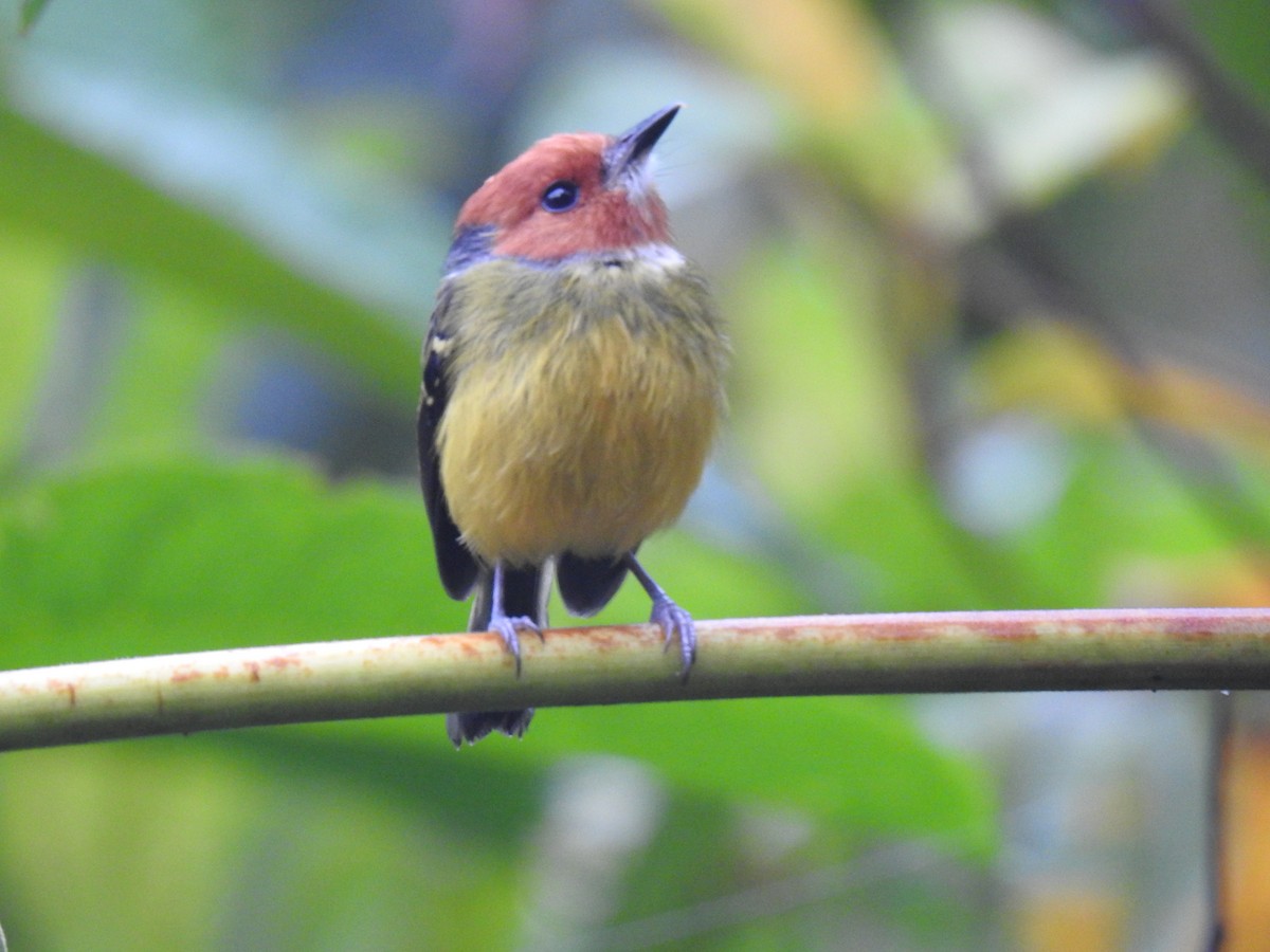 Johnson's Tody-Flycatcher - ML641502629