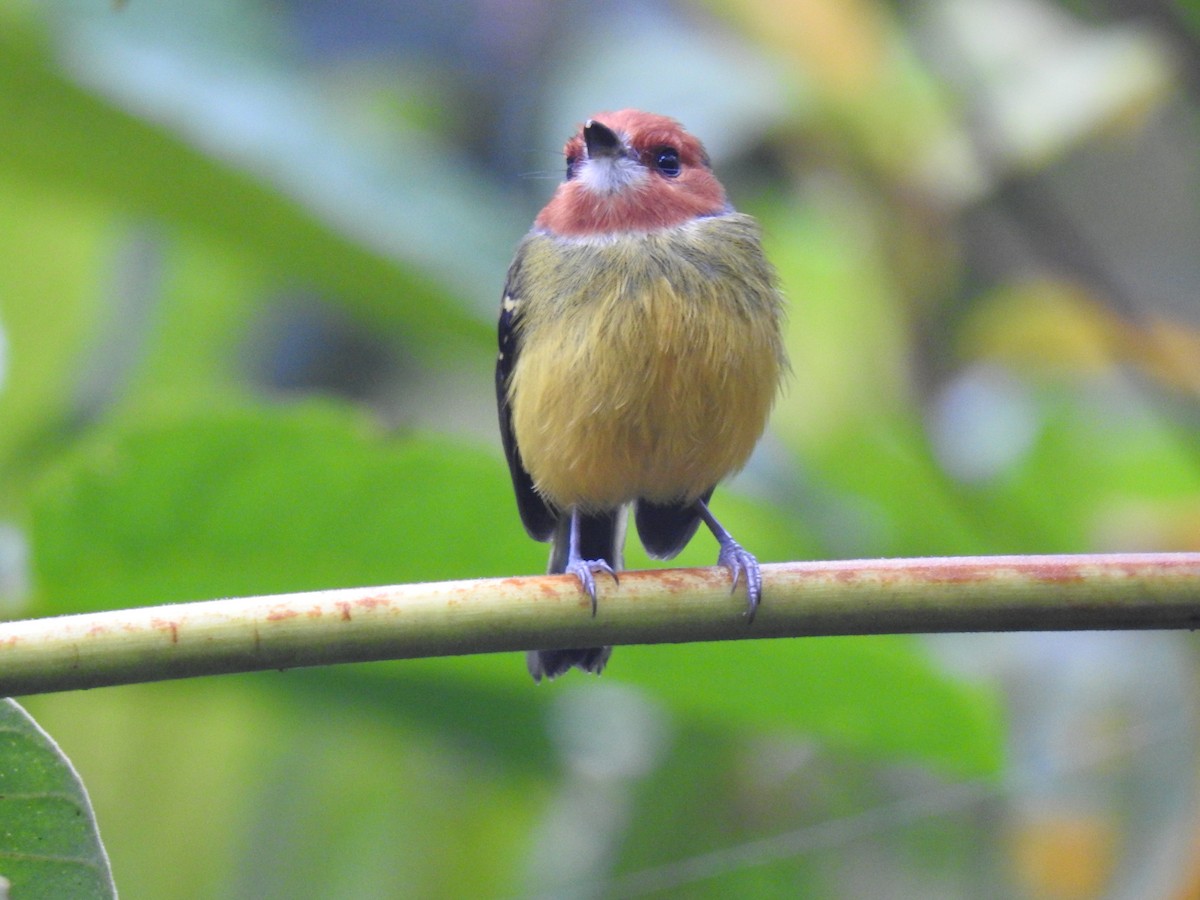Johnson's Tody-Flycatcher - ML641502630