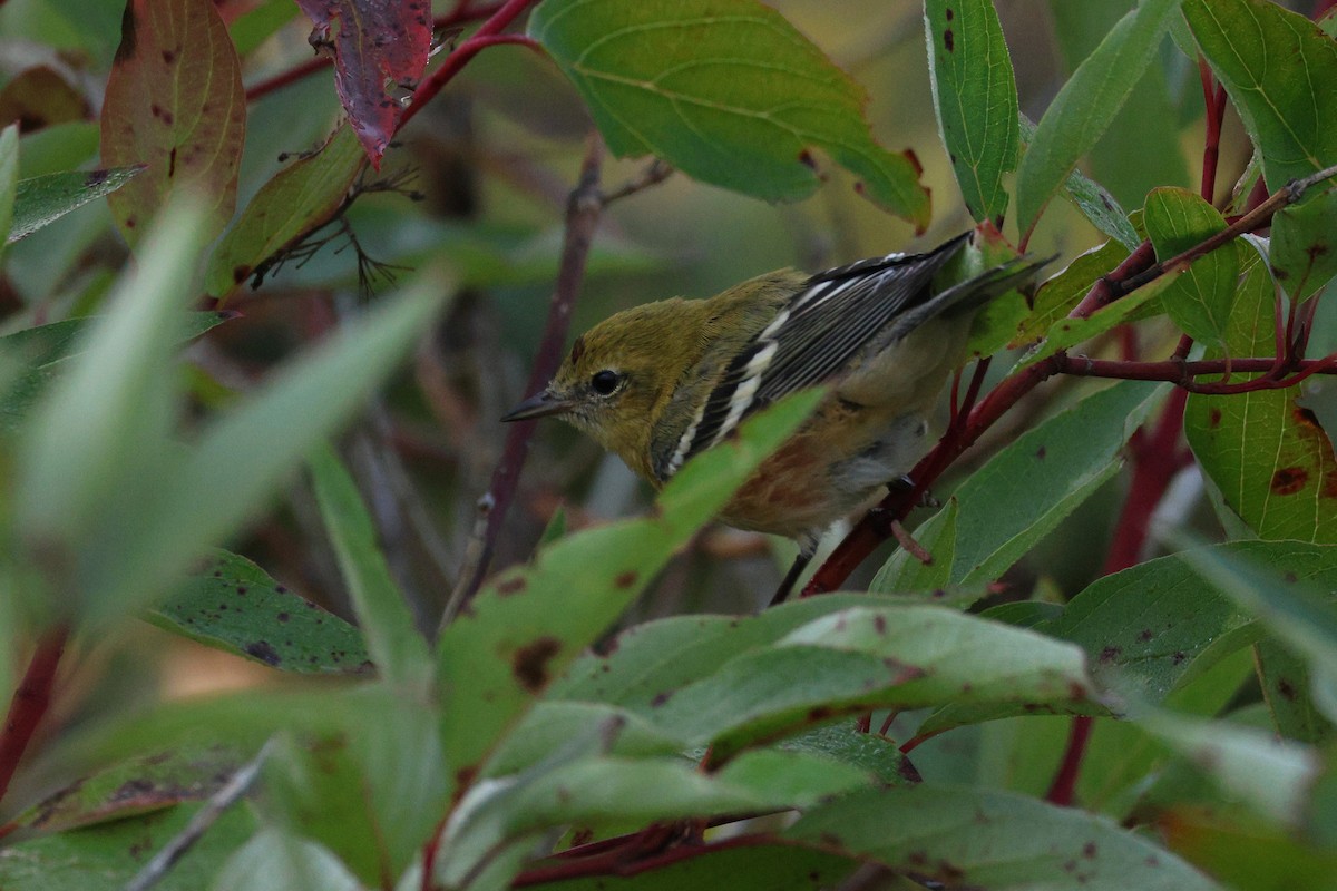 Bay-breasted Warbler - ML641502651