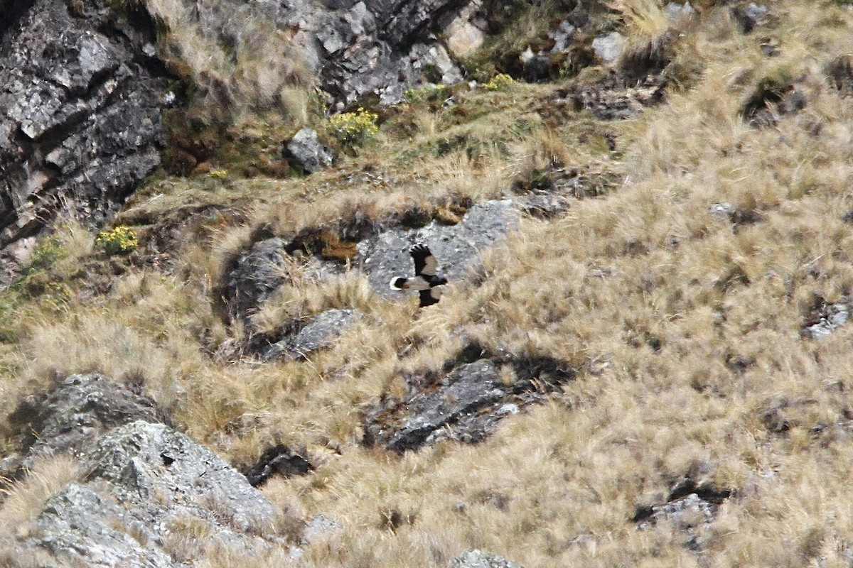 Mountain Caracara - ML641502662