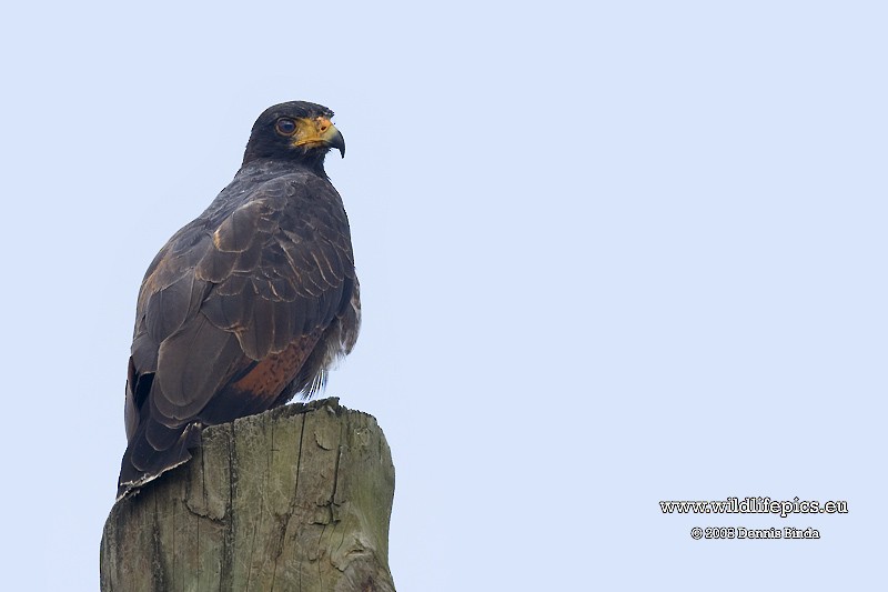 Rufous Crab Hawk - ML641502694