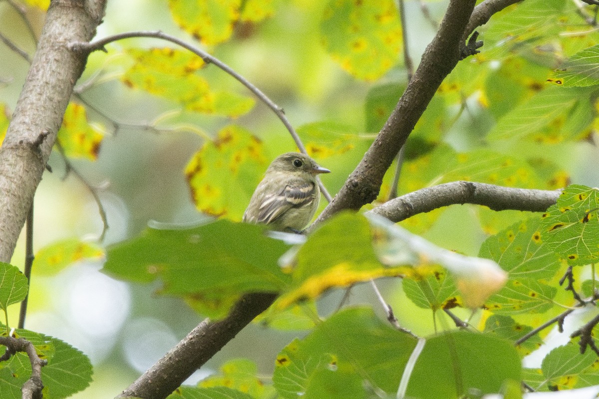 Empidonax sp. - ML641502695