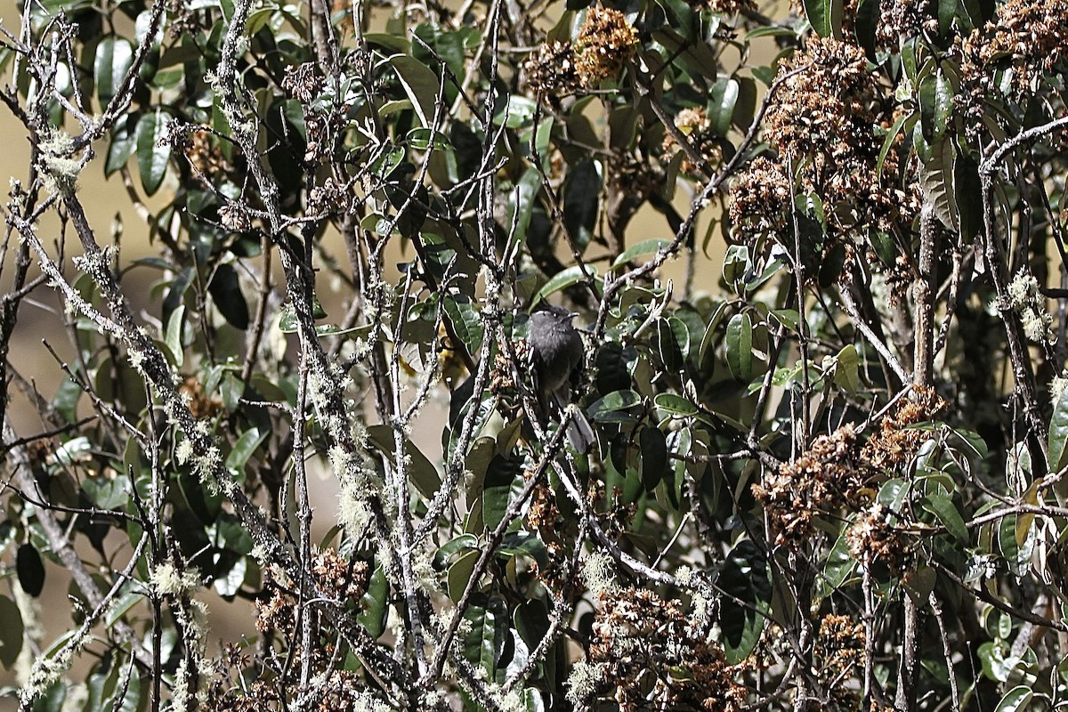Taurillon gris - ML641502699